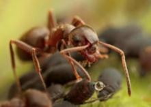 black-ant